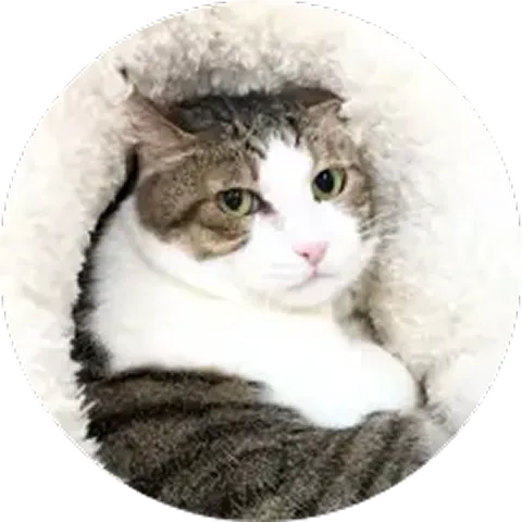 ポッポ