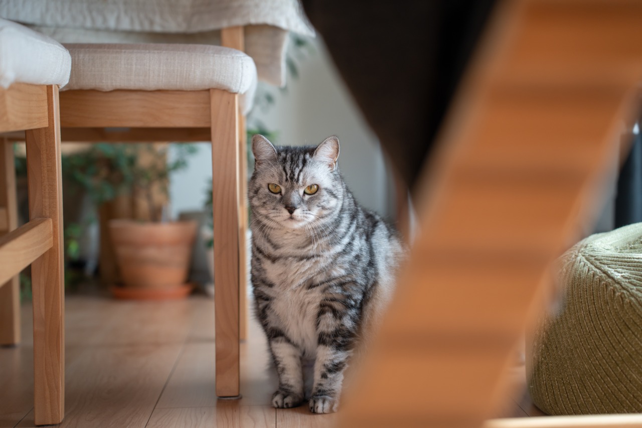リビングの椅子のそばに座る猫のイメージ
