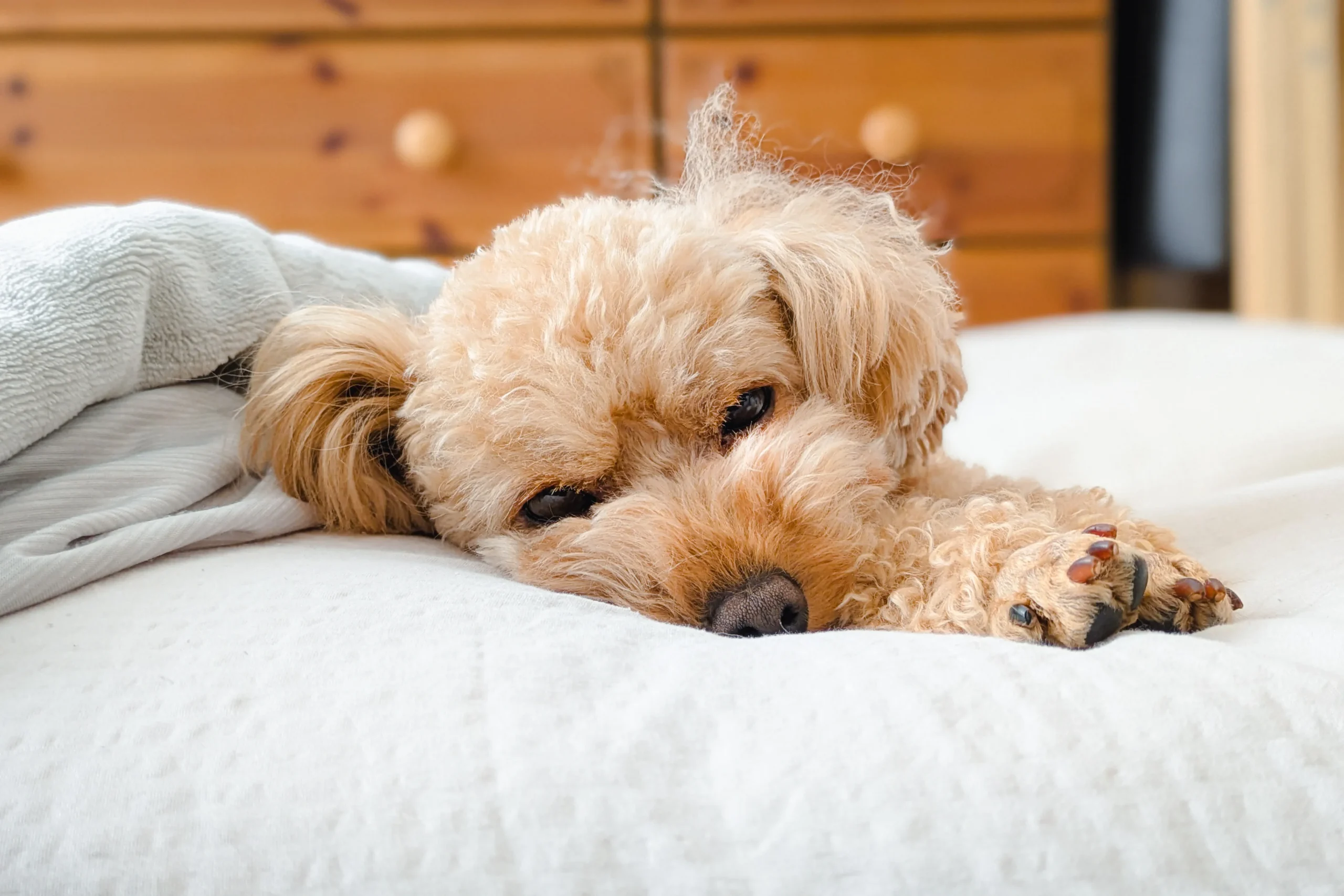 犬の避妊手術はした方がいい？メリット・リスクと適切な時期を解説